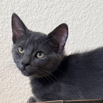 Ethan -  Russian Blue Cat for Adoption in Villa Park, California - Ethan | PetCurious