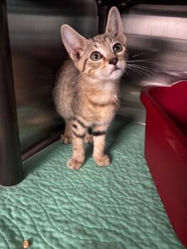 Reed -  Domestic Short Hair Cat for Adoption in Metter, Georgia - Reed | PetCurious