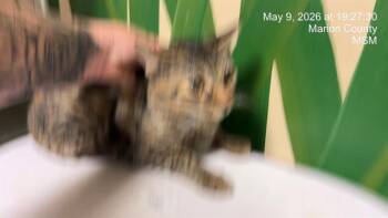 Domestic Short Hair Cats Available for Adoption in Ocala, Florida - BABY | PetCurious