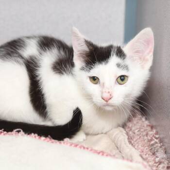 Repeat Offender -  Domestic Short Hair Cat for Adoption in Evansville, Indiana - Repeat Offender | PetCurious