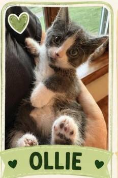 Ollie -  Domestic Short Hair Cat for Adoption in Crown Point, Indiana - Ollie | PetCurious