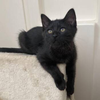 Anais -  Domestic Short Hair Cat for Adoption in Bismarck, North Dakota - Anais | PetCurious