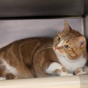 Ginger -  Domestic Short Hair Cat for Adoption in St. Augustine, Florida - Ginger | PetCurious