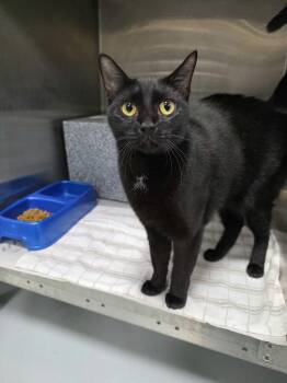 Doug -  Domestic Short Hair Cat for Adoption in Umatilla, Florida - Doug | PetCurious