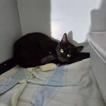 PoPo Cat RR BFSLC -  Domestic Short Hair Cat for Adoption in Las Vegas, Nevada - PoPo Cat RR BFSLC | PetCurious