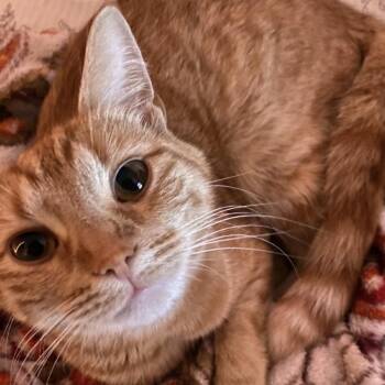 Domestic Short Hair Cats Available for Adoption in Vineland, New Jersey - Lily | PetCurious