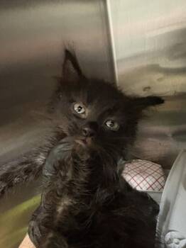 Daphne -  Domestic Medium Hair Cat for Adoption in Cincinnati, Ohio - Daphne | PetCurious