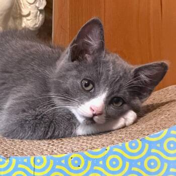 Mimosa -  Domestic Medium Hair Cat for Adoption in Cumming, Georgia - Mimosa | PetCurious