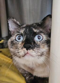 Blu -  Siamese Cat for Adoption in Pomona, New York - Blu | PetCurious