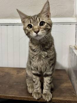 Domestic Short Hair Cats Available for Adoption - Lucas | PetCurious