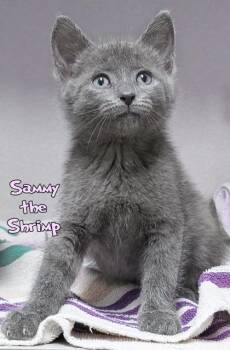 Domestic Short Hair Cats Available for Adoption in Mason, Michigan - Sammy The Shrimp | PetCurious