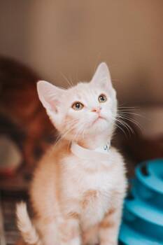 92290A Reef-PetSmart West Ashley -  Domestic Short Hair Cat for Adoption in North Charleston, South Carolina - 92290A Reef-PetSmart West Ashley | PetCurious