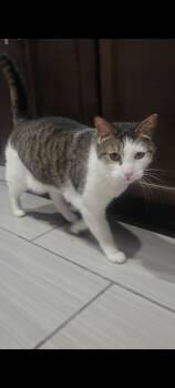 Rescue Domestic Short Hair Cats for Adoption in Colmar, Pennsylvania - Ash | PetCurious