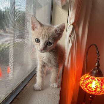 Rescue Domestic Short Hair Cats for Adoption in Bryan, Texas - Flare | PetCurious