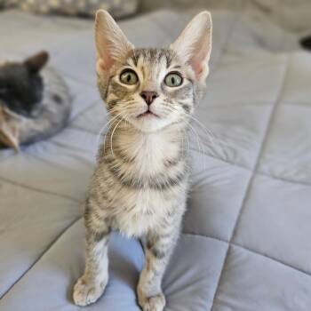 Rescue Domestic Short Hair Cats for Adoption in Fort Worth, Texas - Turvey | PetCurious