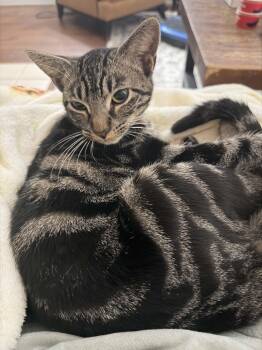 Purrrrfect Tilly -  Tabby and Domestic Short Hair Cat for Adoption in Burlington, North Carolina - Purrrrfect Tilly | PetCurious