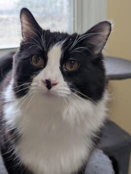Gator -  Domestic Long Hair Cat Available for Adoption in West Lafayette, Indiana - Gator | PetCurious