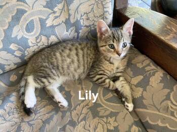 Lily -  Domestic Short Hair Cat for Adoption in Chicopee, Massachusetts - Lily | PetCurious