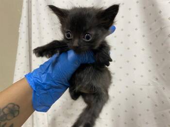 Domestic Short Hair Cats Available for Adoption in Modesto, California - A610967 | PetCurious