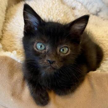 Dude -  Domestic Short Hair Cat for Adoption in Vancouver, Washington - Dude | PetCurious