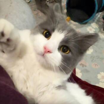 Wilder -  Domestic Medium Hair Cat Available for Adoption in Piedmont, California - Wilder | PetCurious