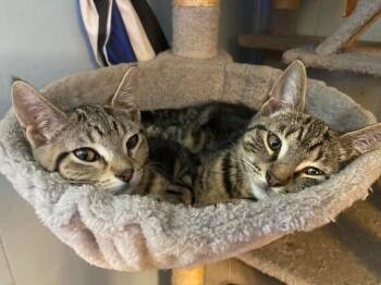Domestic Short Hair Cats Available for Adoption in Miami, Oklahoma - Nala | PetCurious