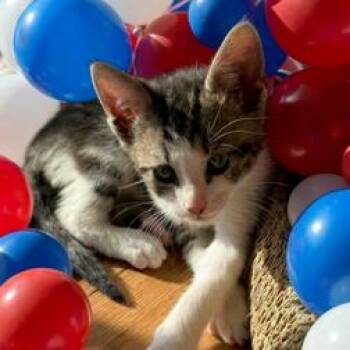 Diesel -  Domestic Short Hair Cat Available for Adoption in Oakland Park, Florida - Diesel | PetCurious
