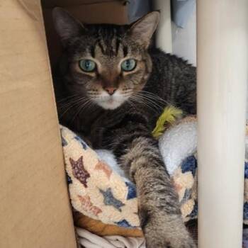 Domestic Short Hair Cats Available for Adoption in Largo, Florida - Meeko | PetCurious