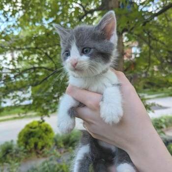 Cloudberry -  Domestic Short Hair Cat Available for Adoption in Johnstown, Pennsylvania - Cloudberry | PetCurious