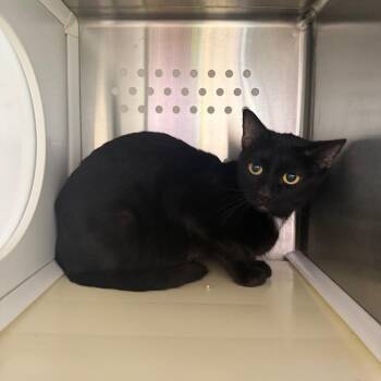 Domestic Short Hair Cats Available for Adoption - Sunflower | PetCurious