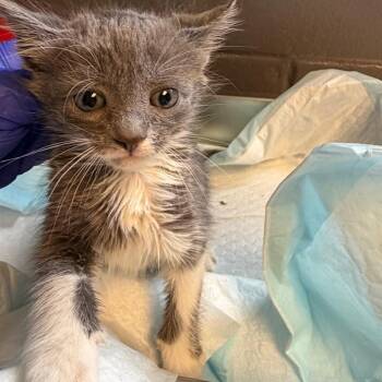 TUSC-Stray-84609_2 -  Domestic Short Hair Cat Available for Adoption in Tuscaloosa, Alabama - TUSC-Stray-84609_2 | PetCurious
