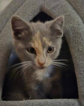 Frenchie -  Domestic Medium Hair Cat for Adoption in Leonardtown, Maryland - Frenchie | PetCurious