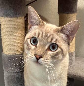 Bodhi -  Siamese Cat for Adoption in Jurupa Valley, California - Bodhi | PetCurious