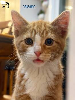 Alvin -  Domestic Short Hair Cat for Adoption in Centerville, Utah - Alvin | PetCurious