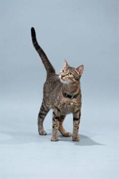 JUSTINE -  Domestic Short Hair Cat for Adoption in Belleville, Illinois - JUSTINE | PetCurious