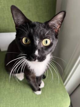 Rescue Tuxedo Cats for Adoption in Houston, Texas - Lil Tux | PetCurious