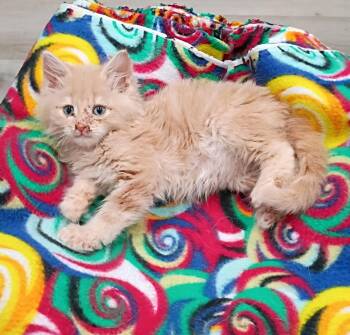 Halo - cuddly & playful -  Maine Coon and Domestic Medium Hair Cat for Adoption in Hendersonville, Tennessee - Halo - Cuddly & Playful | PetCurious
