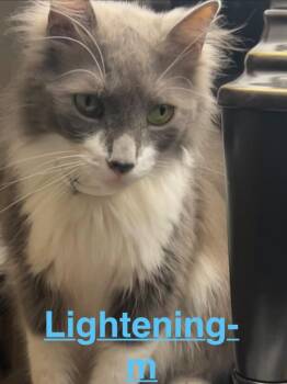 Lightning 26 -  Tuxedo and Domestic Long Hair Cat for Adoption in Brookhaven, Mississippi - Lightning 26 | PetCurious