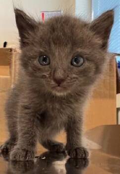 Javier -  Domestic Short Hair Cat for Adoption in Kansas City, Missouri - Javier | PetCurious