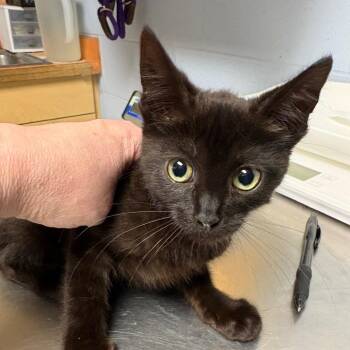 Ashton -  Domestic Short Hair Cat for Adoption in Dekalb, Illinois - Ashton | PetCurious