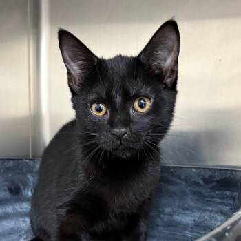 Rescue Domestic Short Hair Cats for Adoption in Middleburg, Florida - Whoopi 27710 | PetCurious