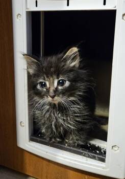 Archie -  Domestic Medium Hair Cat for Adoption in Galesville, Wisconsin - Archie | PetCurious