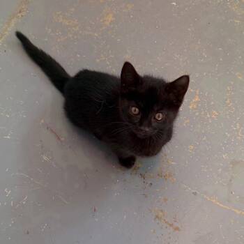 C26-020 Sapphire -  American Shorthair Cat for Adoption - C26-020 Sapphire | PetCurious