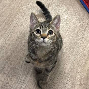 Beth -  Domestic Short Hair Cat for Adoption in Wilmington, Delaware - Beth | PetCurious