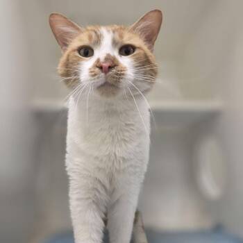 Domestic Short Hair Cats Available for Adoption in Manchester, Maryland - Parker | PetCurious