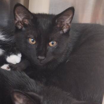 Rescue Domestic Short Hair Cats for Adoption in West Palm Beach, Florida - Damien | PetCurious
