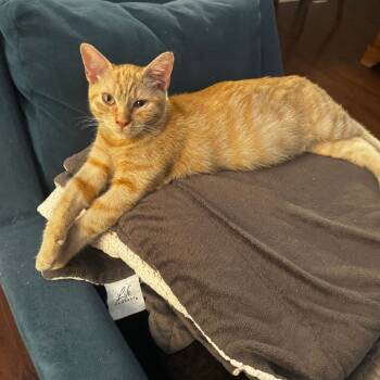 Rescue Domestic Short Hair Cats for Adoption in Los Angeles, California - Dorito | PetCurious