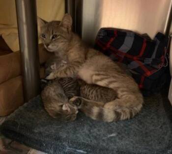 Kugel -  Domestic Short Hair Cat for Adoption in Morristown, New Jersey - Kugel | PetCurious