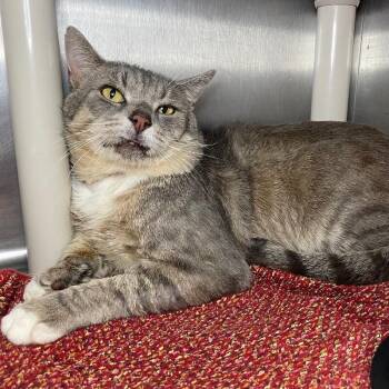 Sinon -  Domestic Short Hair Cat for Adoption in Roanoke, Virginia - Sinon | PetCurious