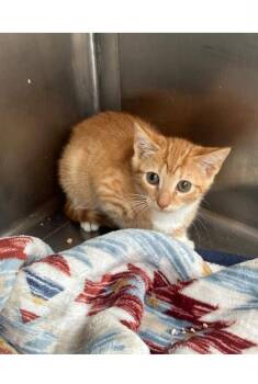 FREEDOM -  Domestic Short Hair Cat for Adoption in Holbrook, New York - FREEDOM | PetCurious